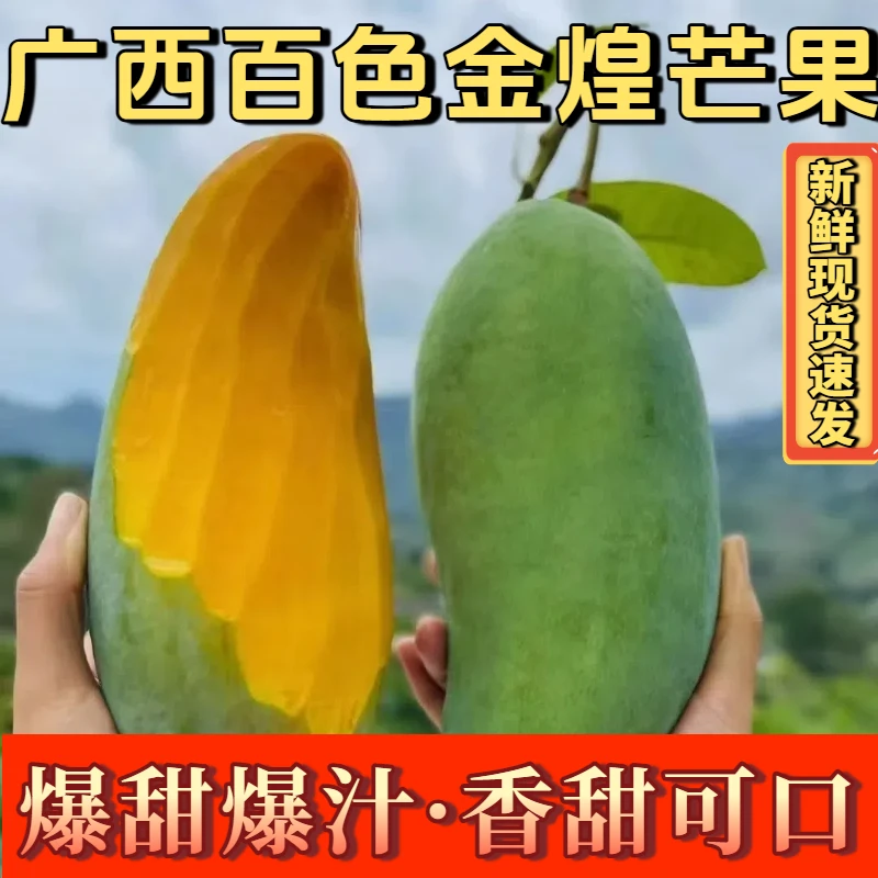 【头茬大果】芒果贵族 正宗广西百色金煌芒 新鲜发货当季新鲜水果
