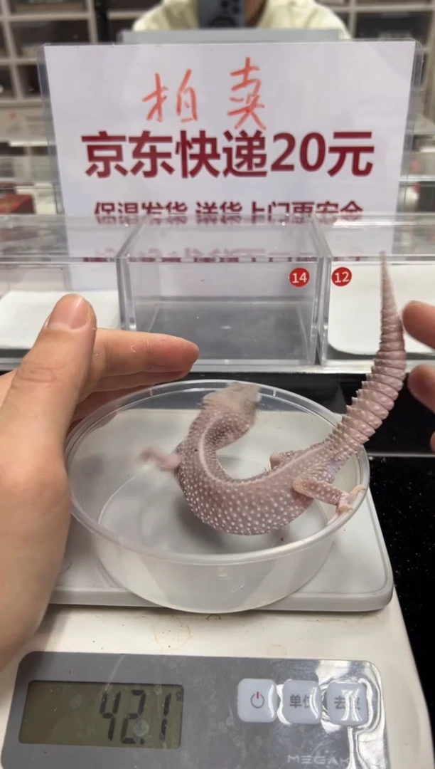 豹纹守宫0000000000