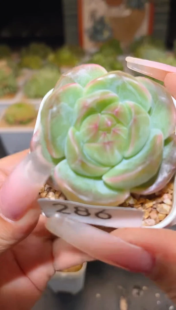 286   南城  一物一拍