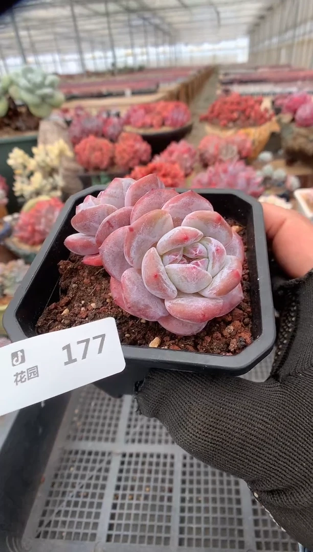 177星影一物一拍