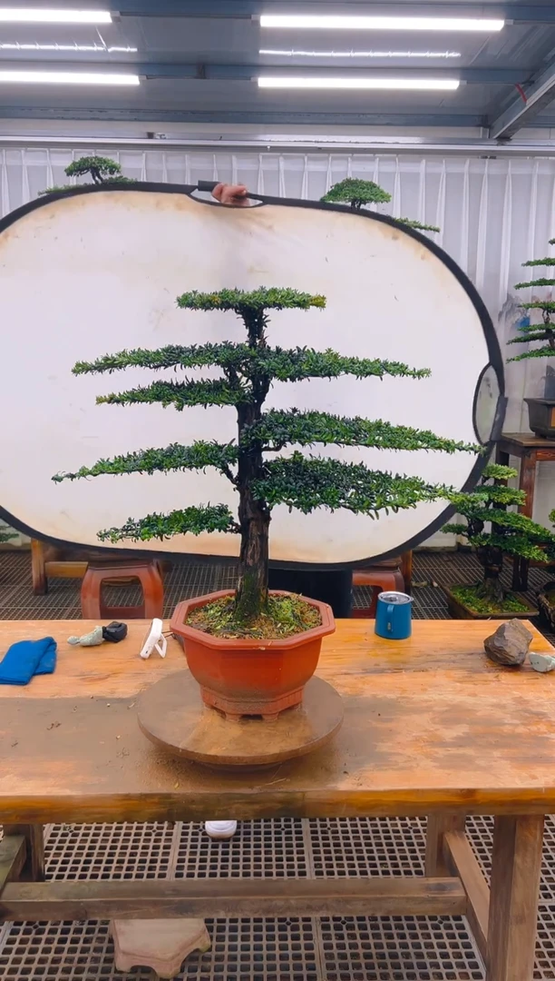 无花朵宝*精品盆景直播间一物一拍