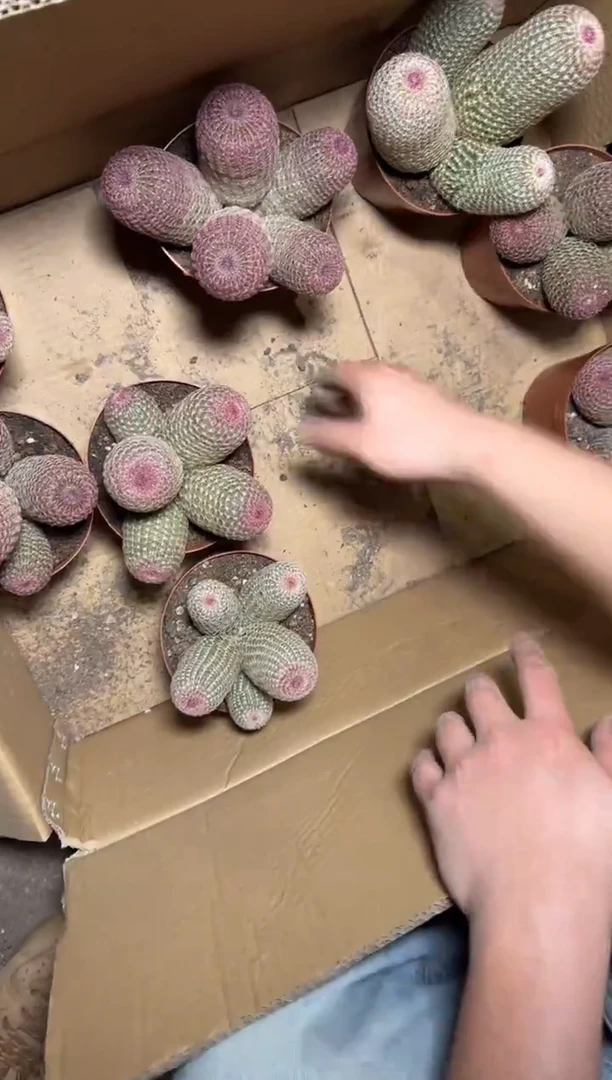 4头起 红太阳【带根】