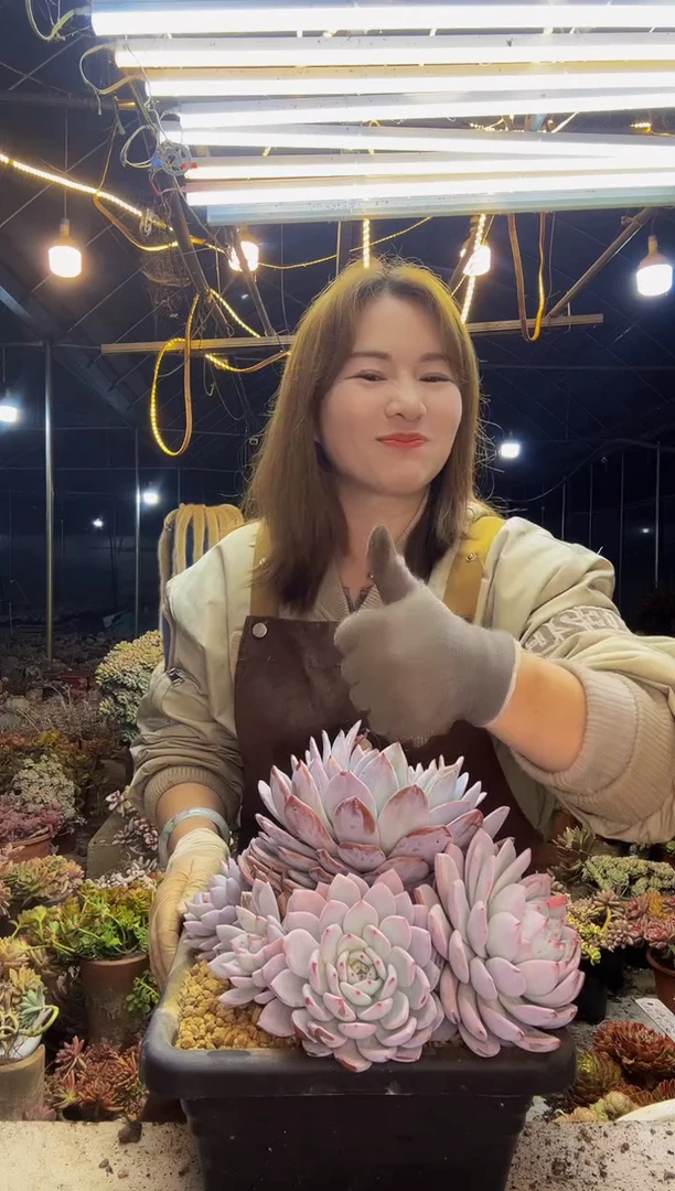 【闪购商品】橙梦露大群1号一物一拍（包邮）