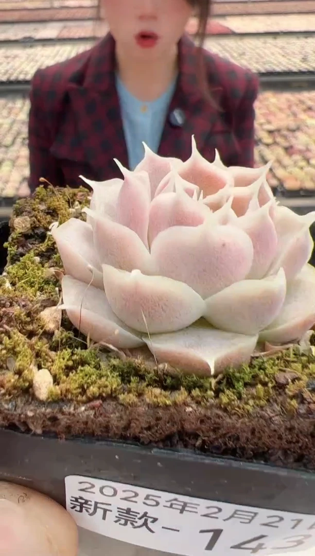 【闪购商品】新款多肉-143