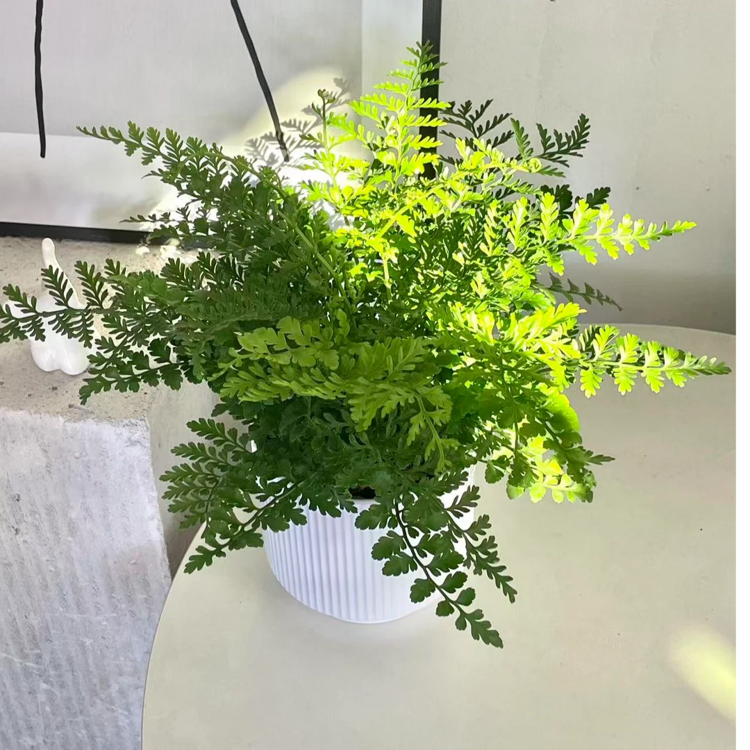 吉姆蕨网红植物盆栽绿植室内净化空气花卉水培蕨类观叶好养盆栽花