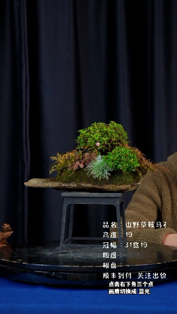 【闪购商品】山野草