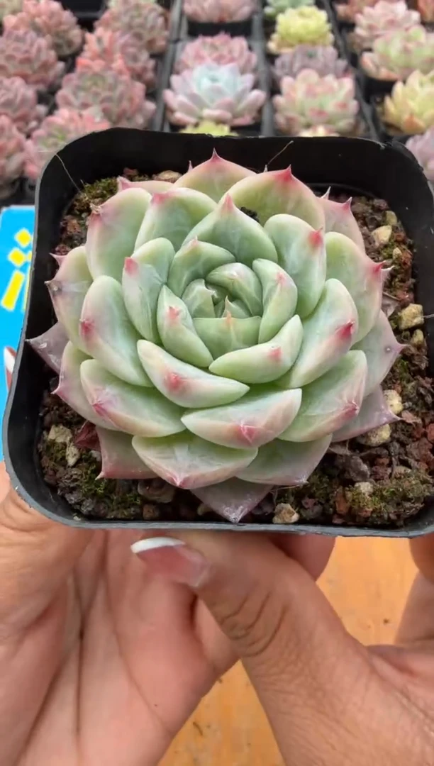 东云多肉园二店-27