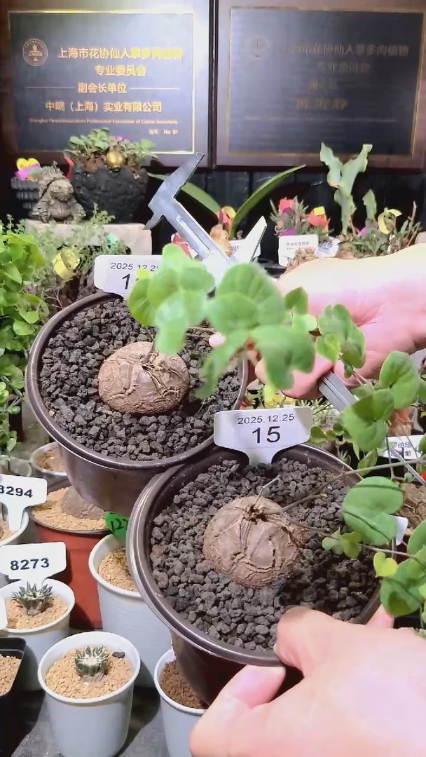 15号1225福利南非龟甲龙买一送一