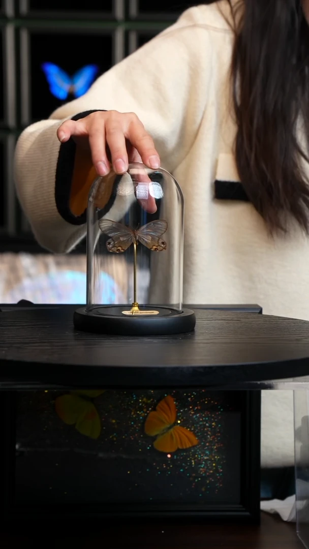 黄晶眼蝶小号玻璃罩