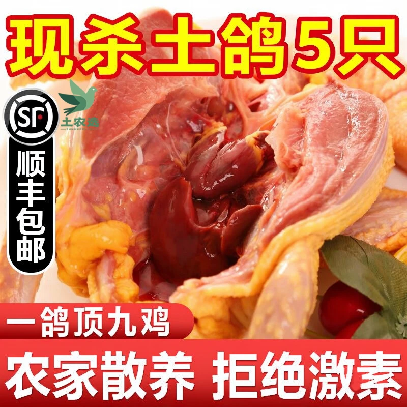 【京东包邮】农家散养老鸽子现杀老鸽乳鸽孕妇滋补散养土鸽子珍享