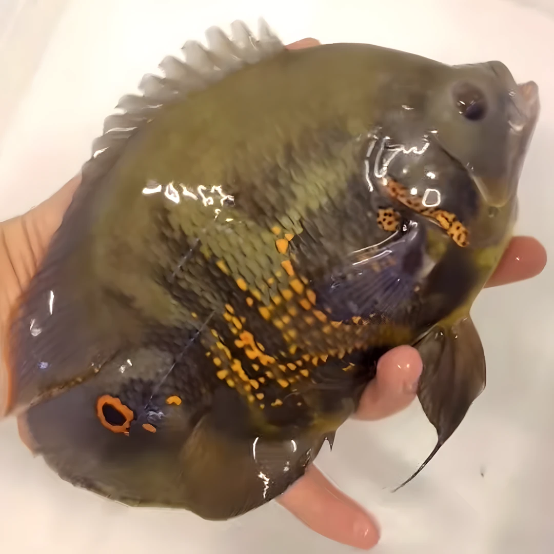 精品元宝地图 元宝奥图中层配鱼地图观赏鱼