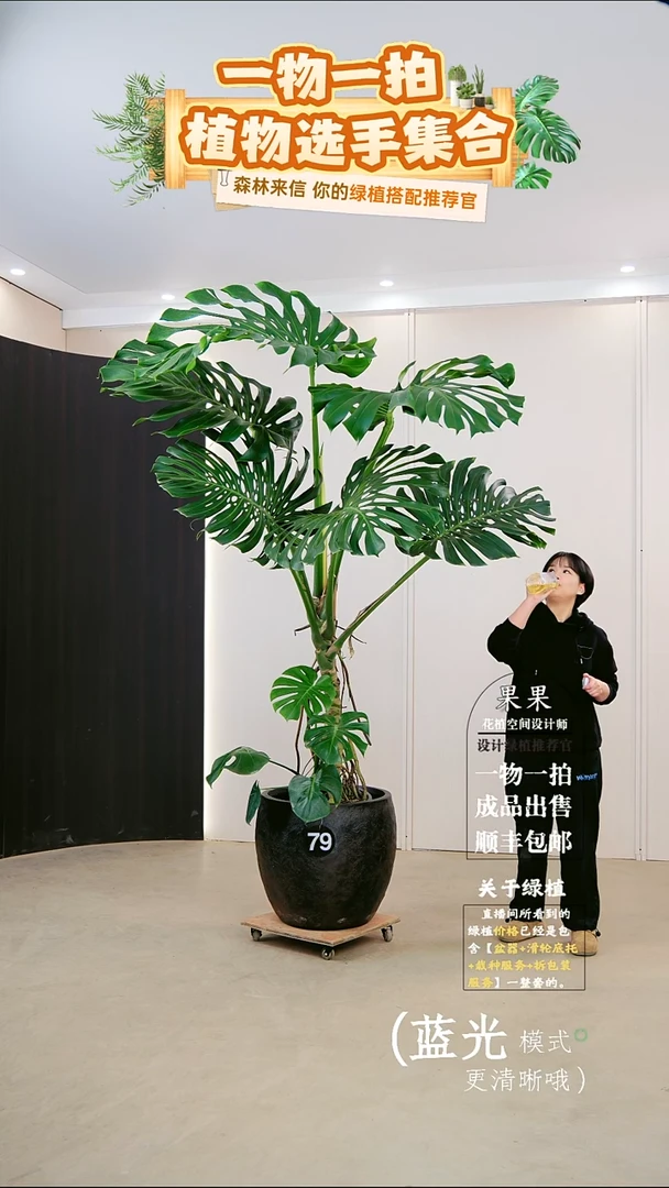 无花朵王*姐龟背竹连盆种好栽好一整套送货上门