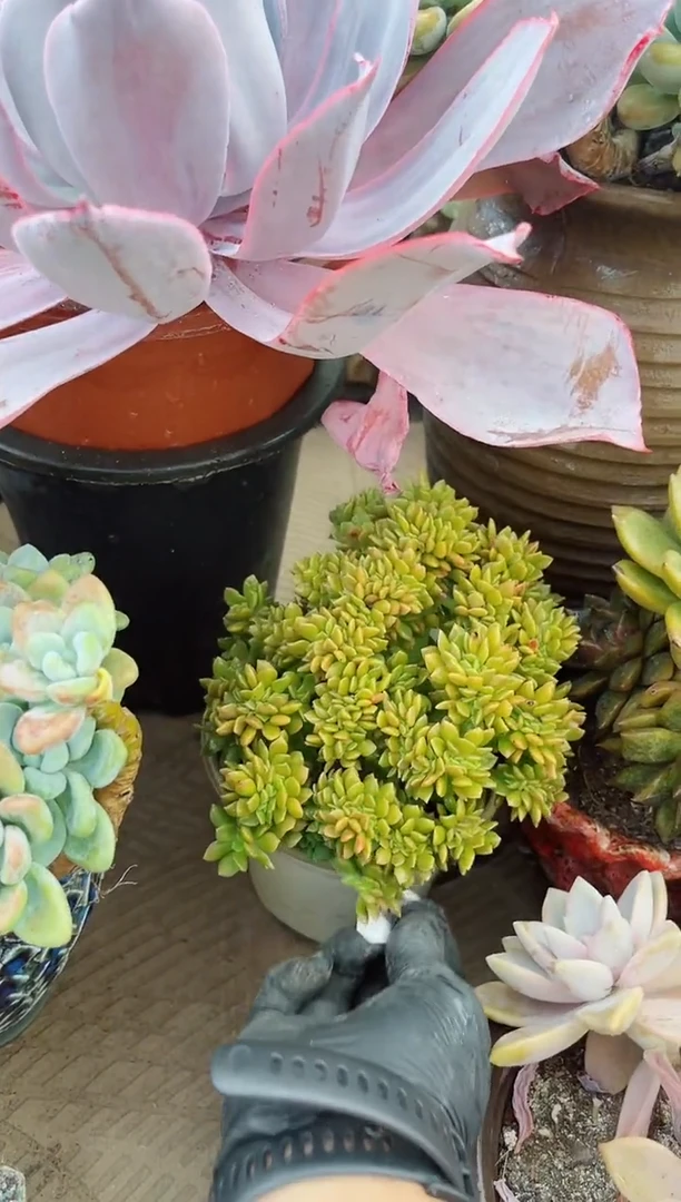 葵*多肉植物一物一拍15093