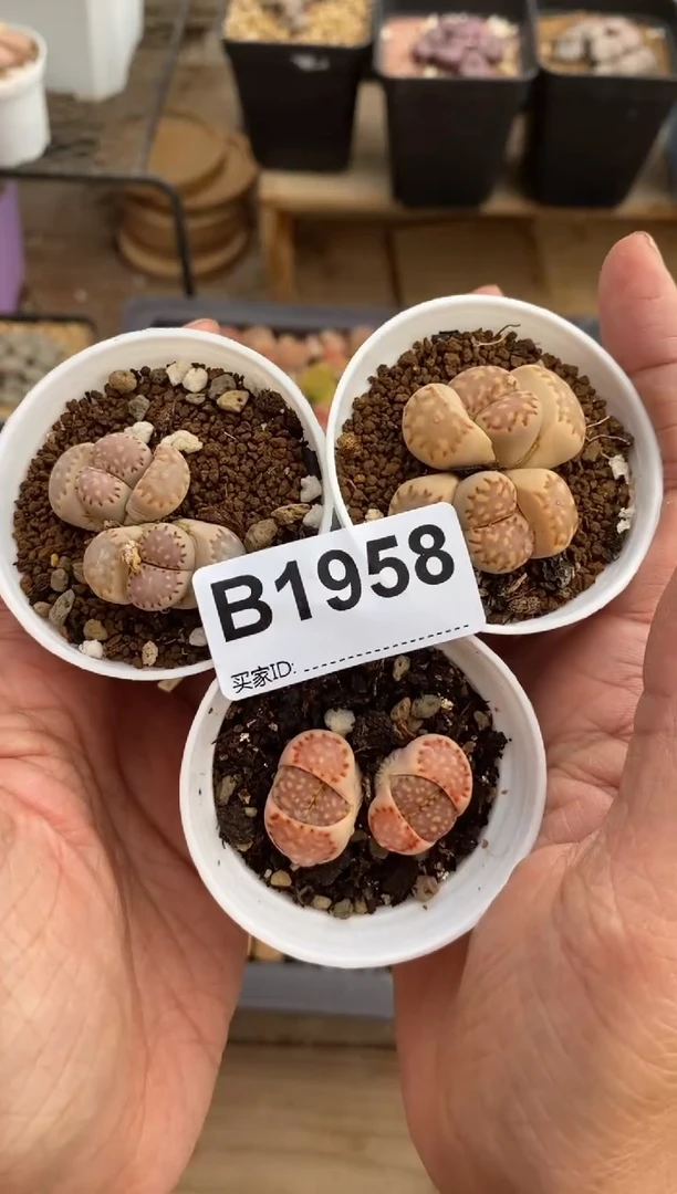 【闪购商品】1958直播一物一拍