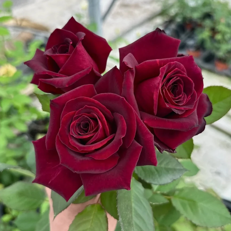 暗香月季花苗开花大黑红玫瑰花室内阳台盆栽四季好养花卉绿植树苗