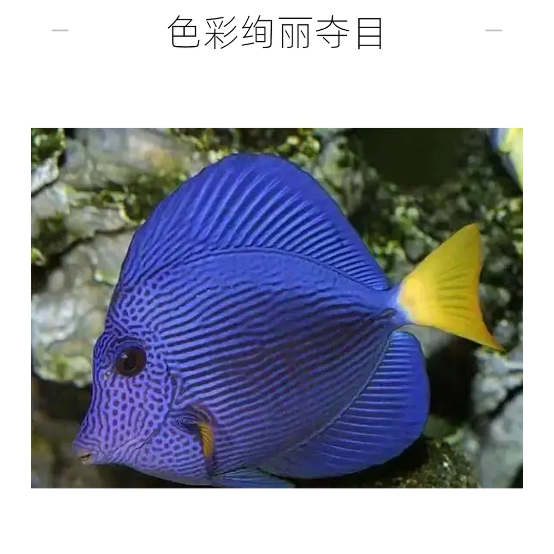 小号紫吊海水观赏鱼健康活泼默认顺丰不包邮