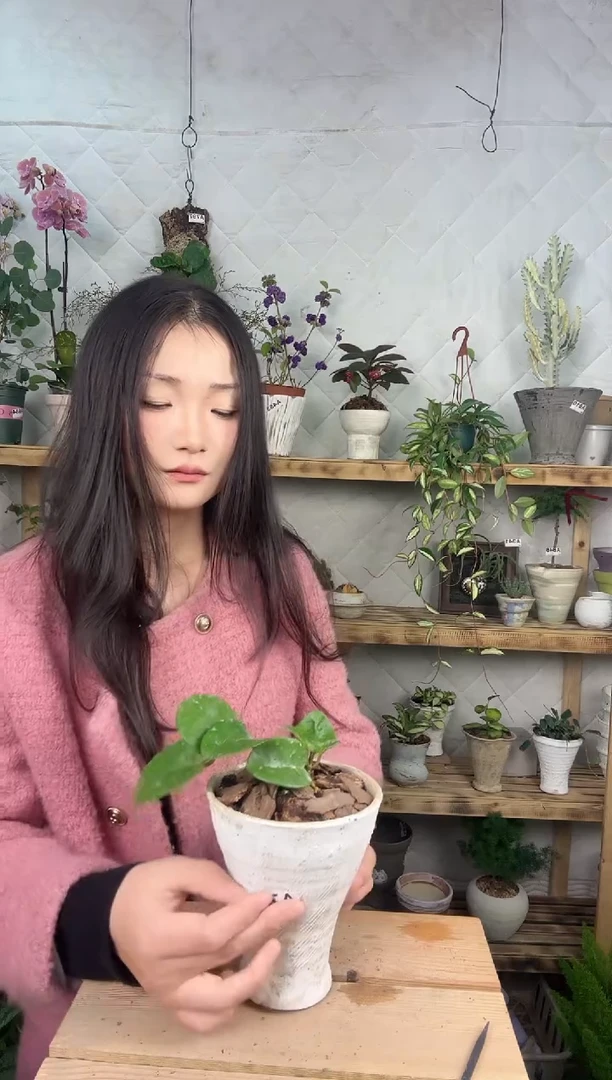 无花朵782克林顿加盆一套