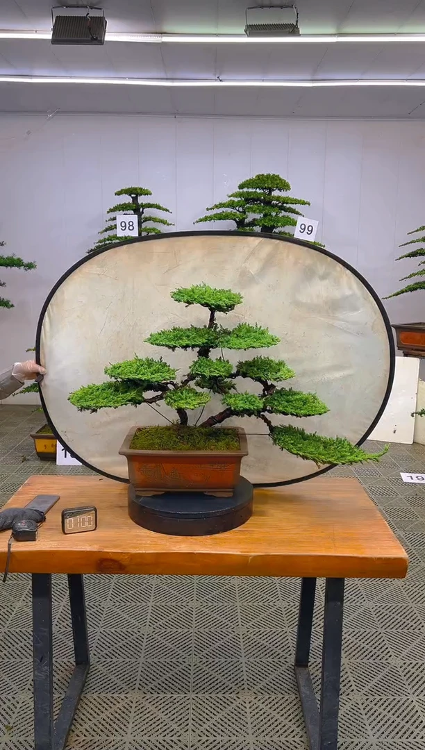 无花朵一物一拍一物一拍