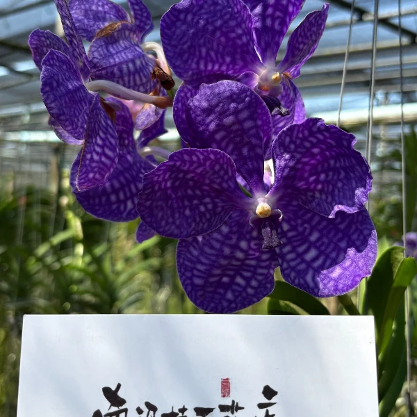 【南诏特级】泰国AS秋丽三世，稀缺花大艳丽，花期持久简单好养
