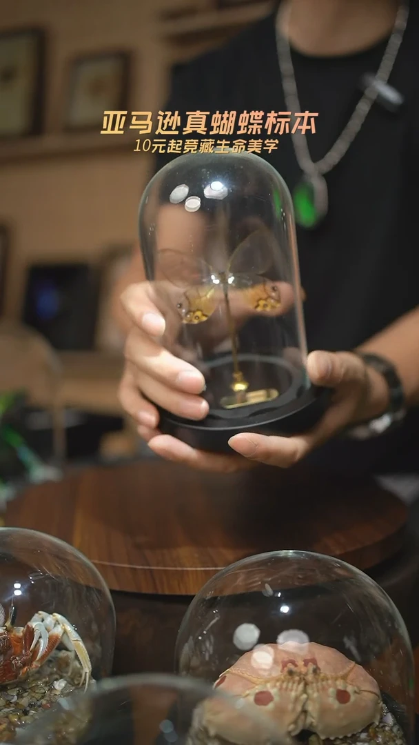 黄晶眼蝶小号玻璃罩