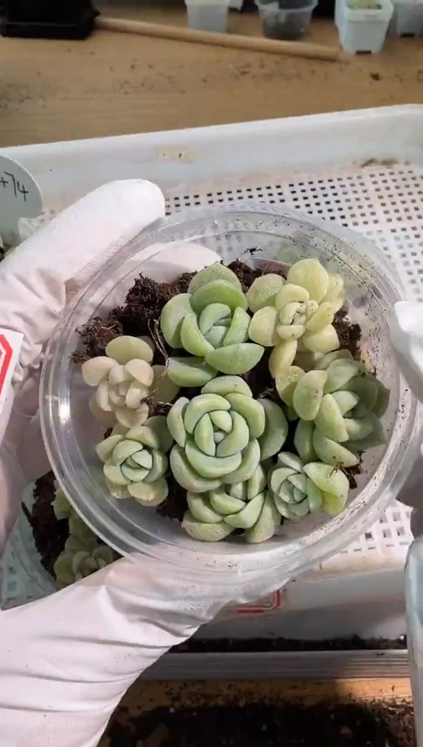 CF1474小圆盒1盒 6颗量拍多肉植物
