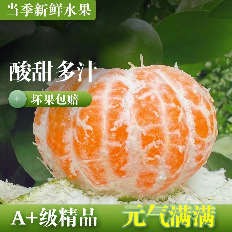 现摘寻乌无仔蜜桔新鲜采摘酸甜桔子孕妇当季水果