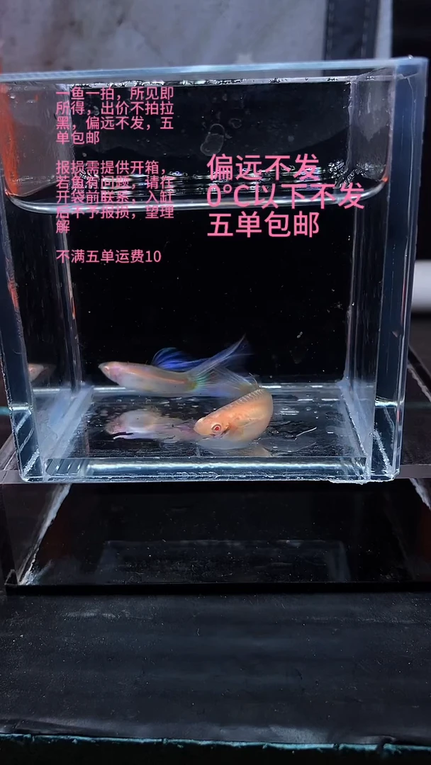孔雀鱼孔雀鱼 23