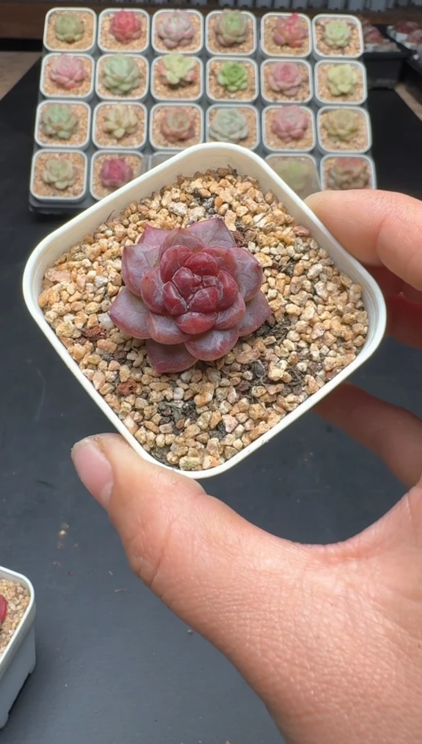 【闪购商品】187D物拍多肉带盆土6.5杯拍3颗包柚