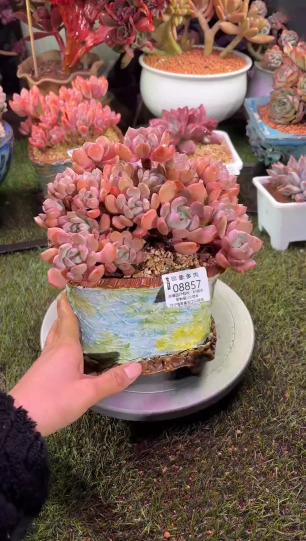 【闪购商品】08857