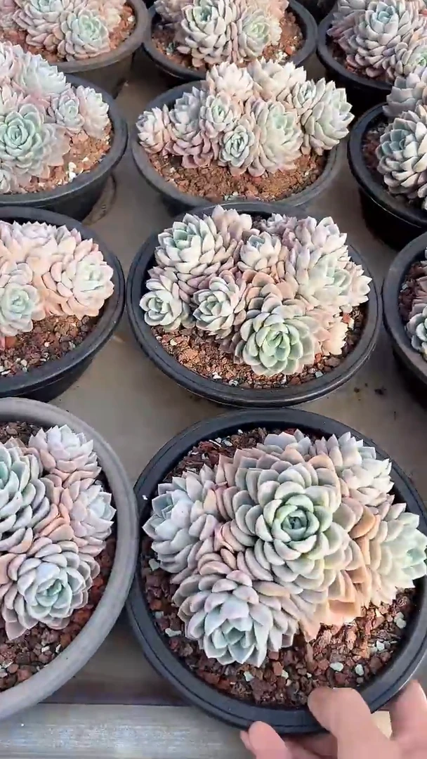 【闪购商品】粉冰玉群多肉（可单挑）