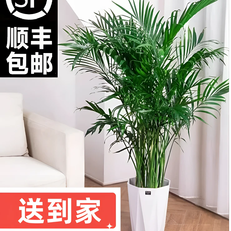 (顺丰送上门)1.5-1.7米富贵椰子散尾葵大型盆栽室内绿植净化车膜