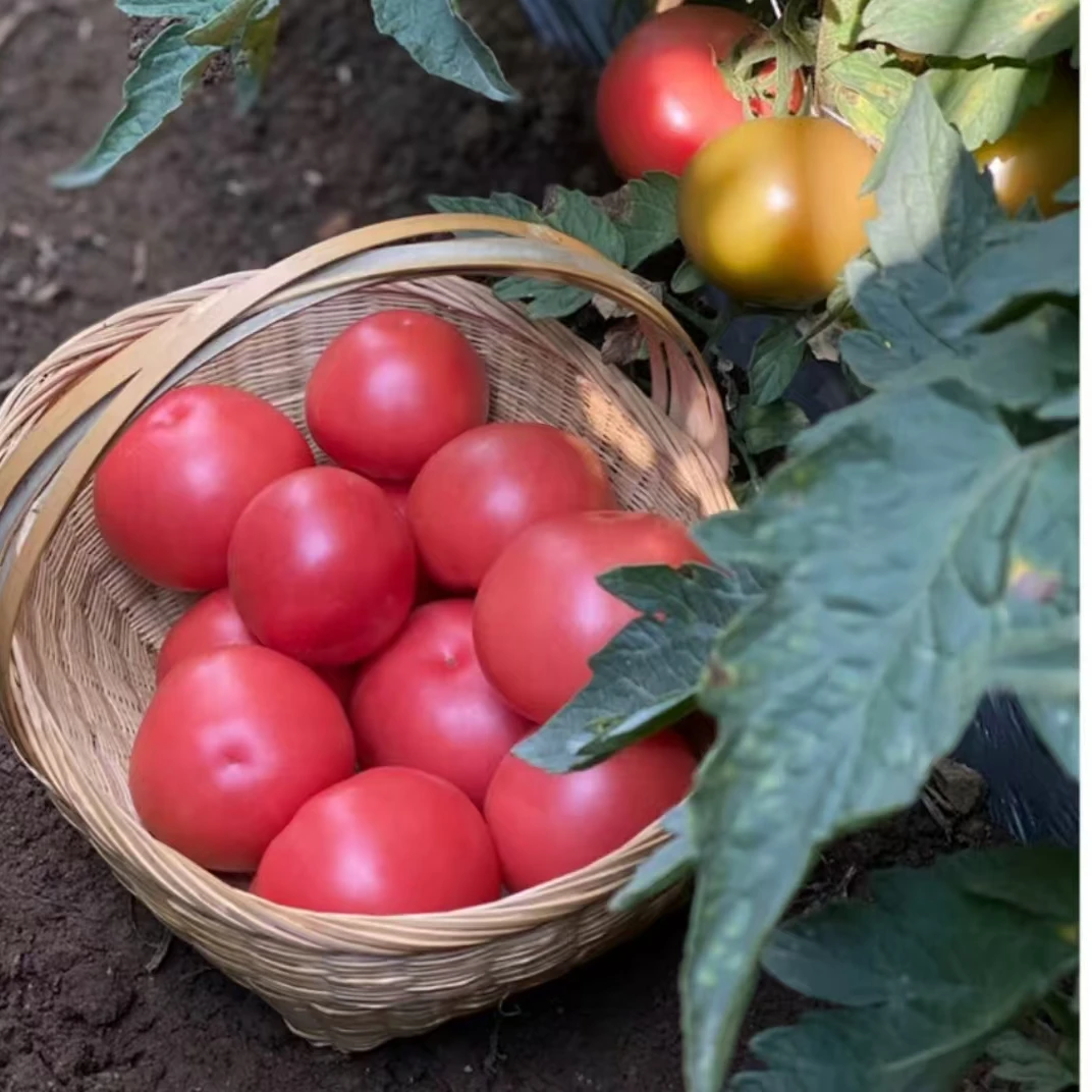 【5斤严选】大红西红柿露天种植农家沙瓤西红柿酸甜可口不催熟