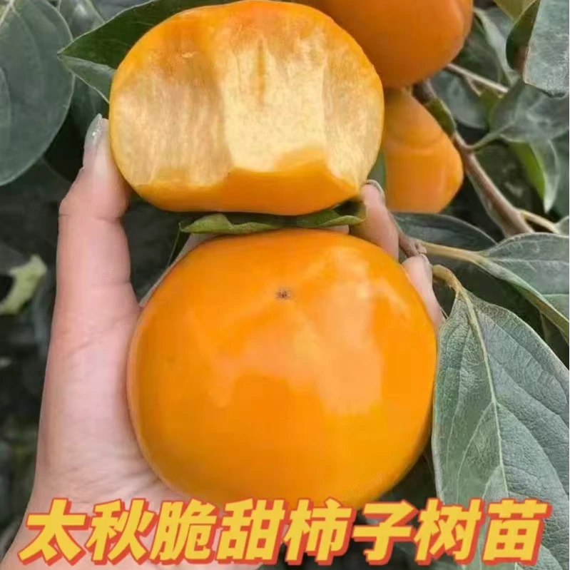 柿子树苗太秋阳丰火晶柿子树苗南北方均可种植特大无籽无核耐寒