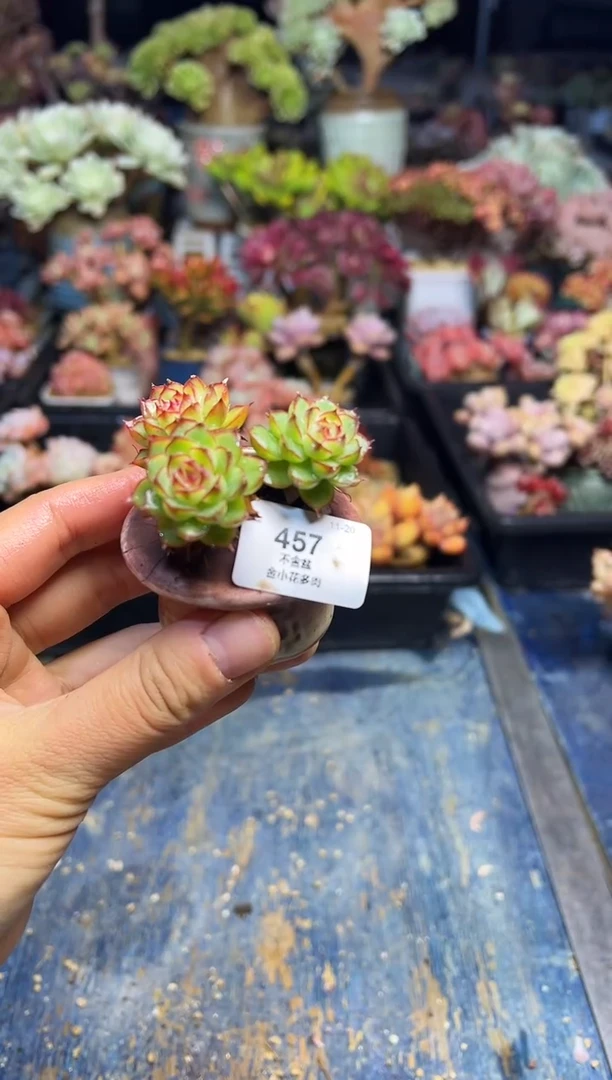 涵**媛457                  不带盆