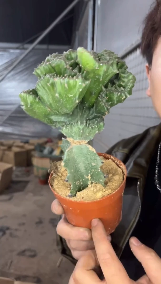 绿麒麟   【嫁接】