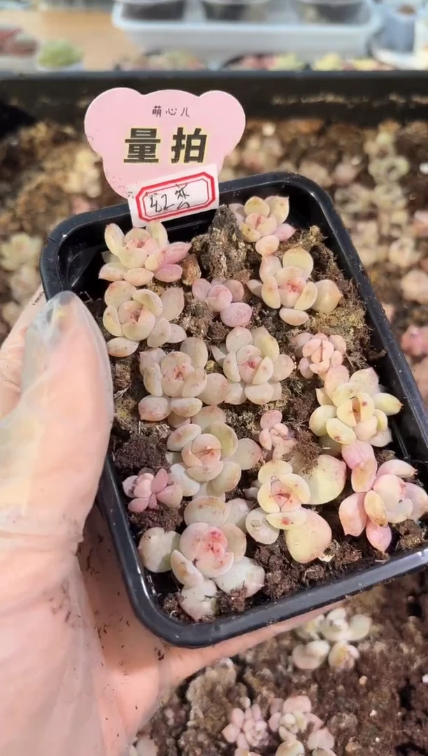 红恋 切糕1盒 量拍多肉植物