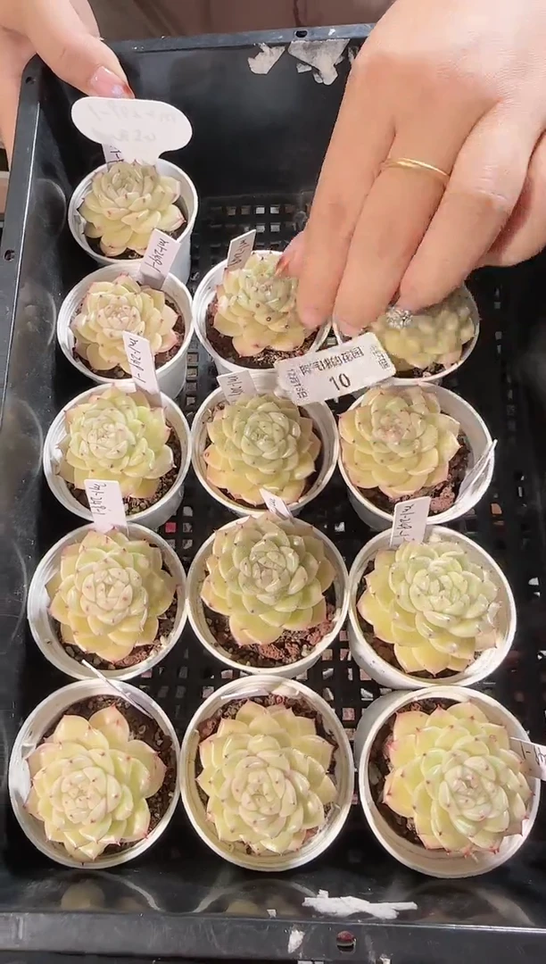 1213-10m1-249-1多肉量拍任意发一颗群生不包整