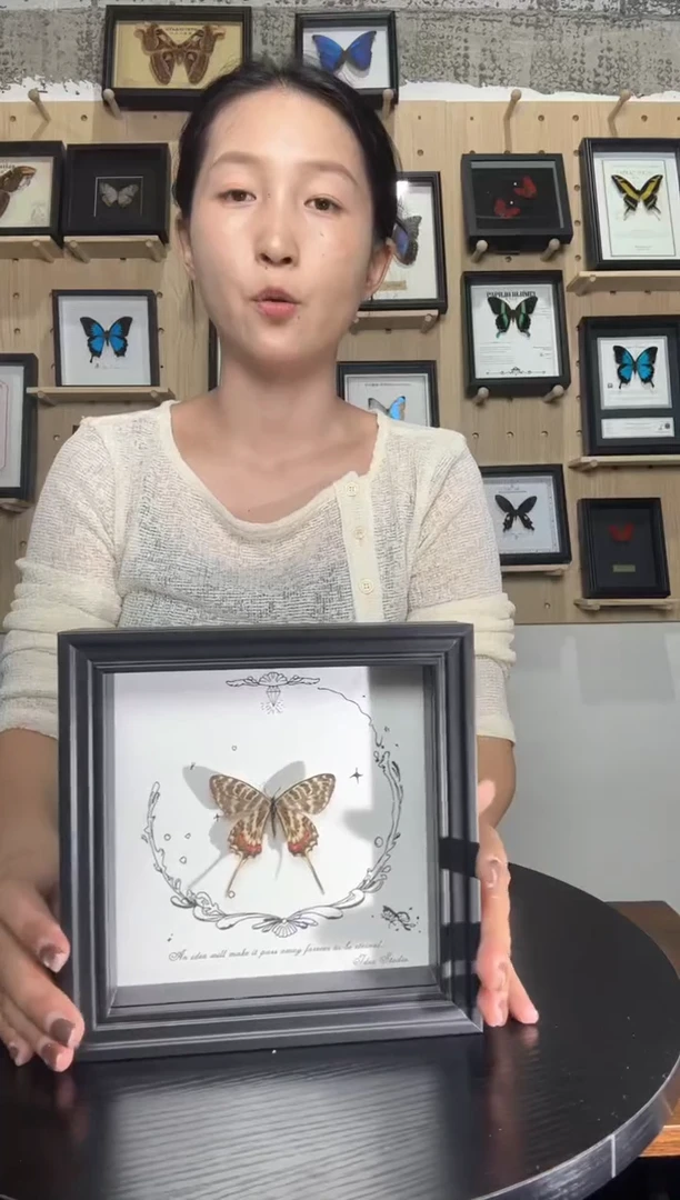 线条凤蝶蝴蝶标本装饰画