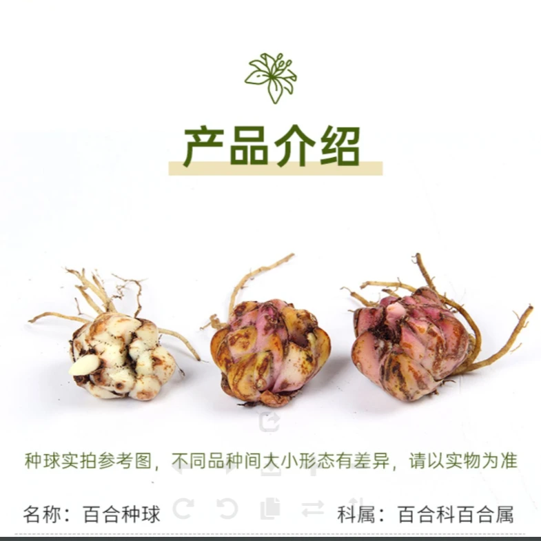 百合种球一个随机品种一件代发品种备注室内秋冬花卉年宵适合