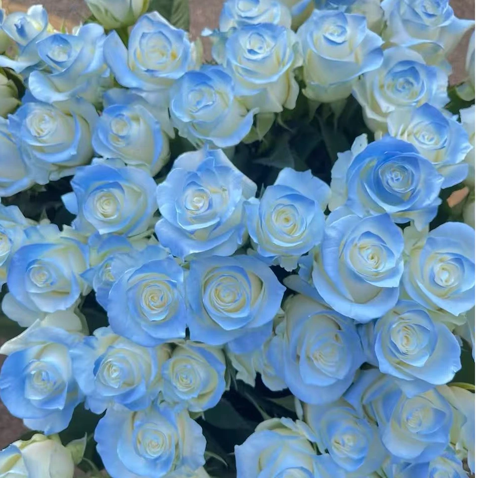 【碎冰蓝】云南基地鲜切花，收到花一定要先醒花，不会咨询客服