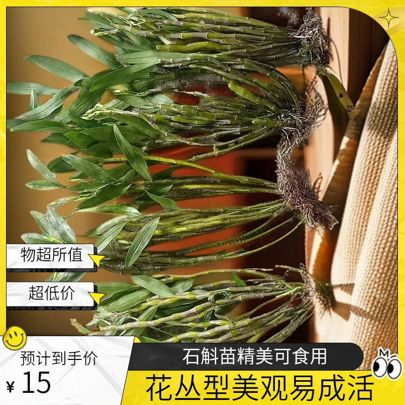 正宗赤水仿野生金钗石斛可吃可种可观赏髙颜植紫色花丛型苗