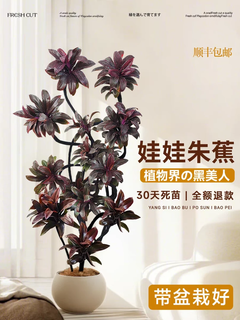 造型朱蕉娃娃盆栽室内大型耐阴好养客厅落地高级感绿植