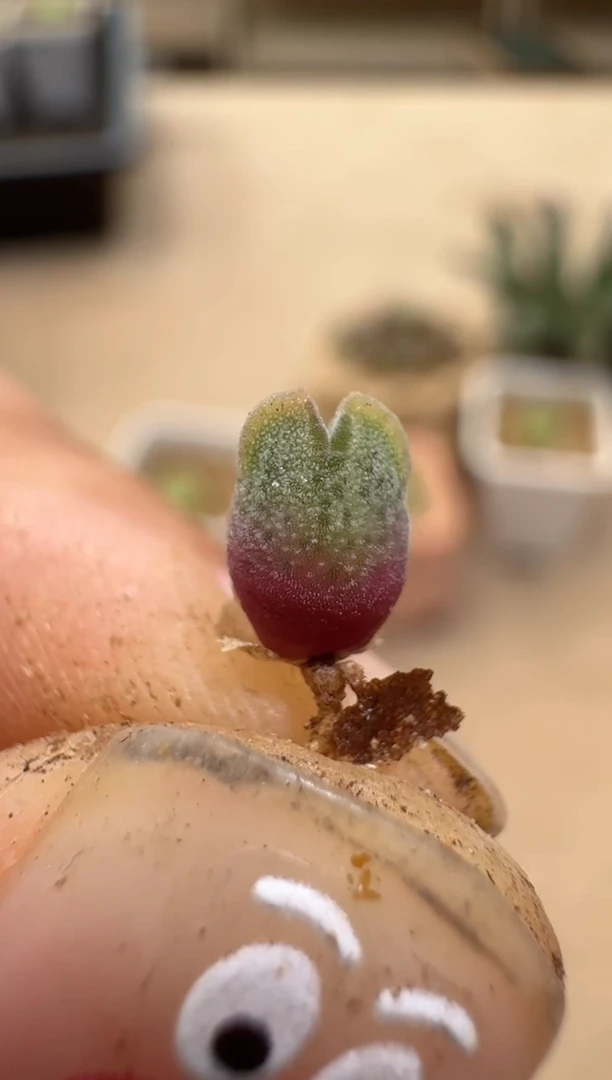 【闪购商品】16-64