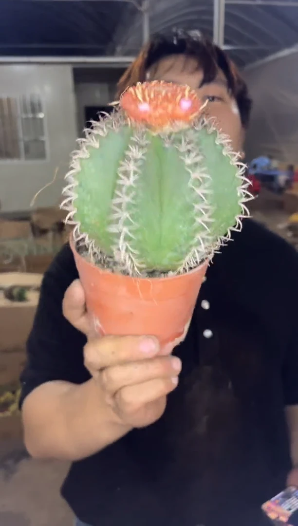 实生根 魔云【带云顶】