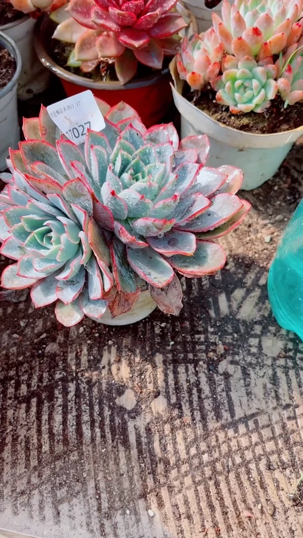 小*明跃跃精品多肉17027