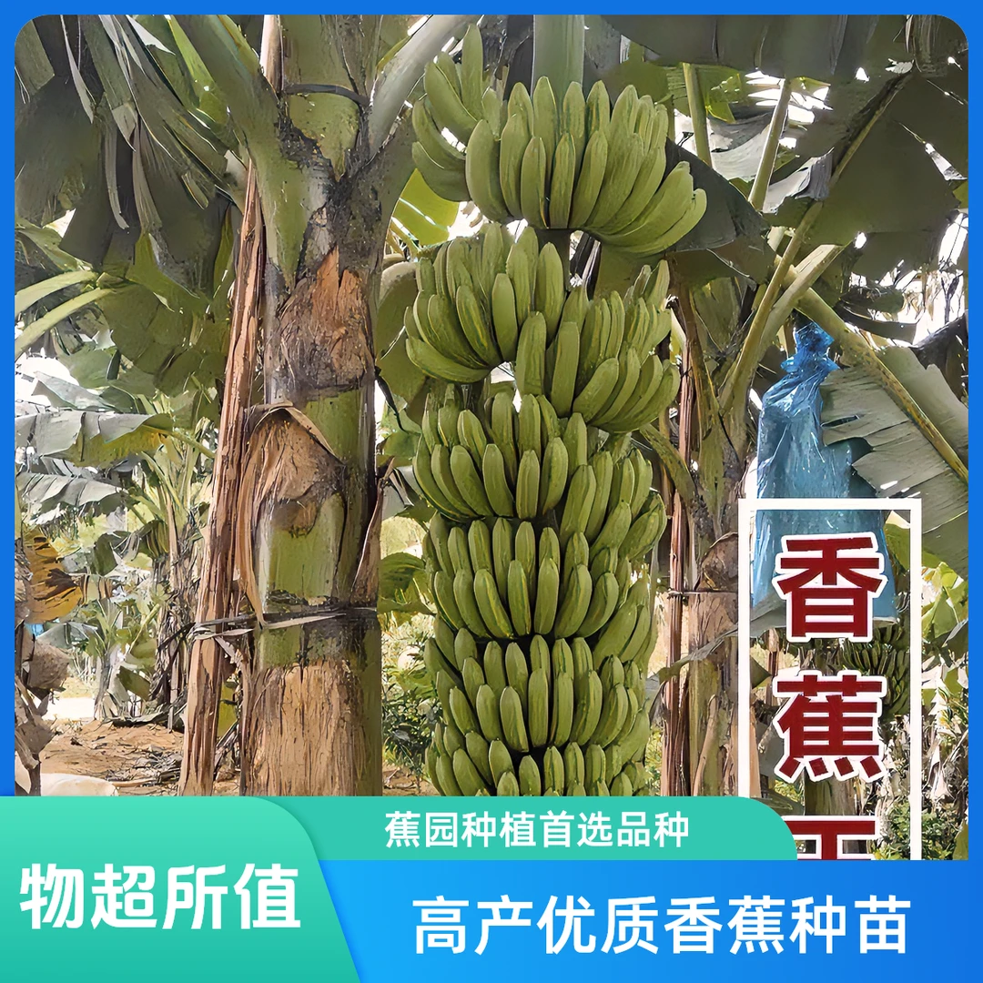 矮化香蕉树产量王矮化香蕉苗当年结果带土发货包邮香蕉苗