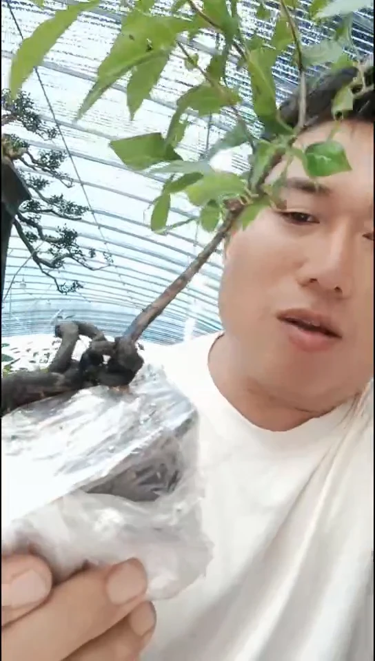 无花朵藍**風老鸦柿
