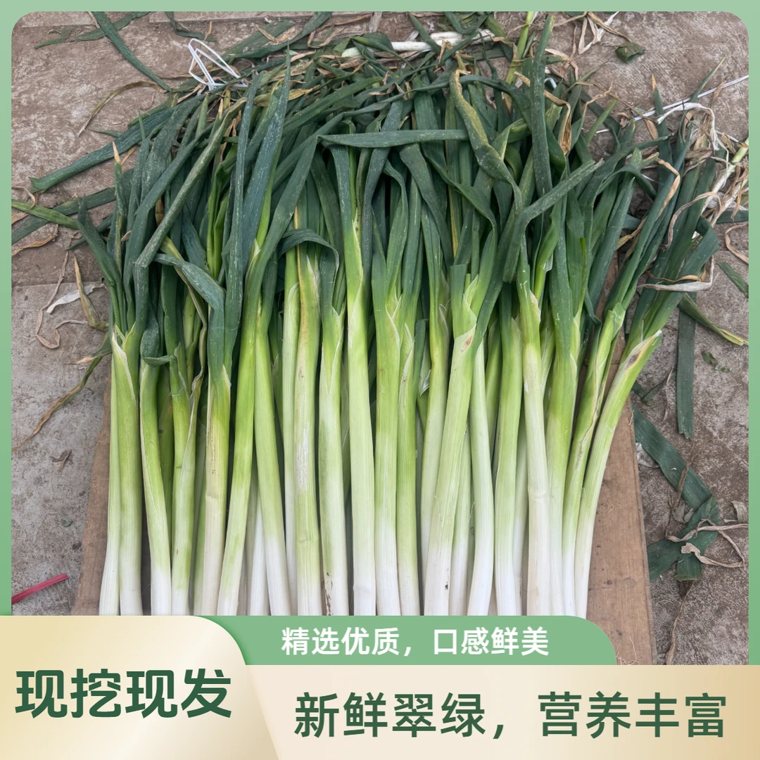 新鲜脆甜大葱山东特级章丘大葱礼盒装