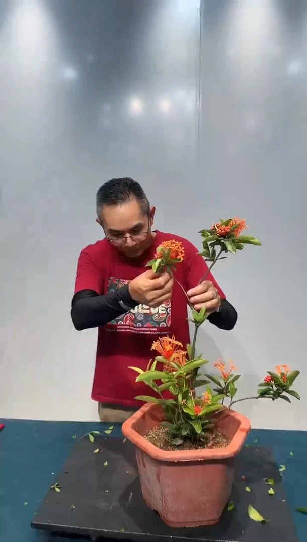 无花朵龙船花龙船花