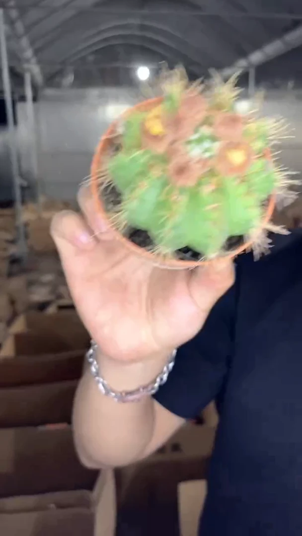 3颗 红花青丸 5-7cm